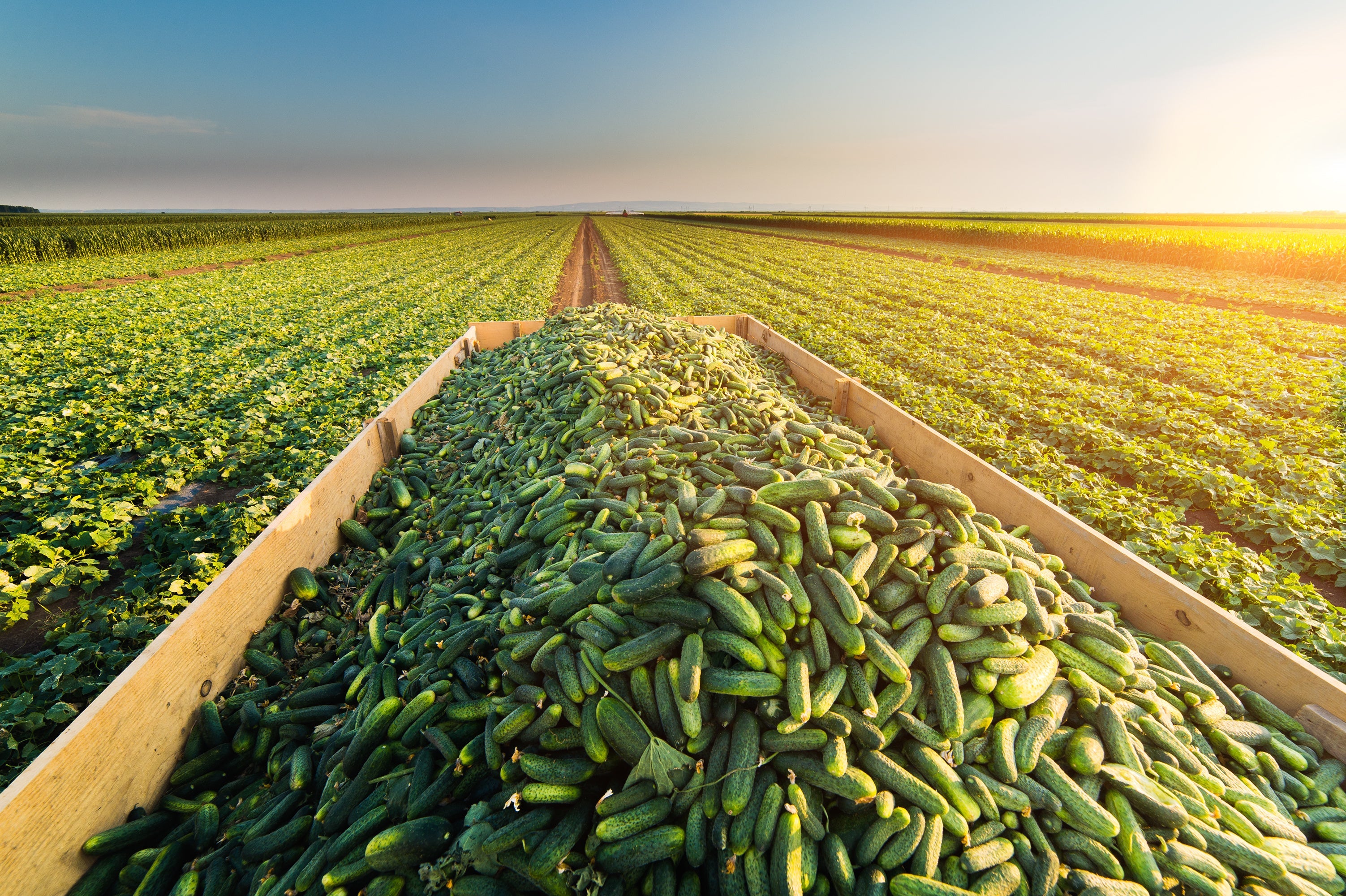 Our full line of brine